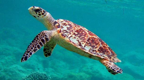 Endangered Animal Spotlight: Hawksbill Sea Turtle