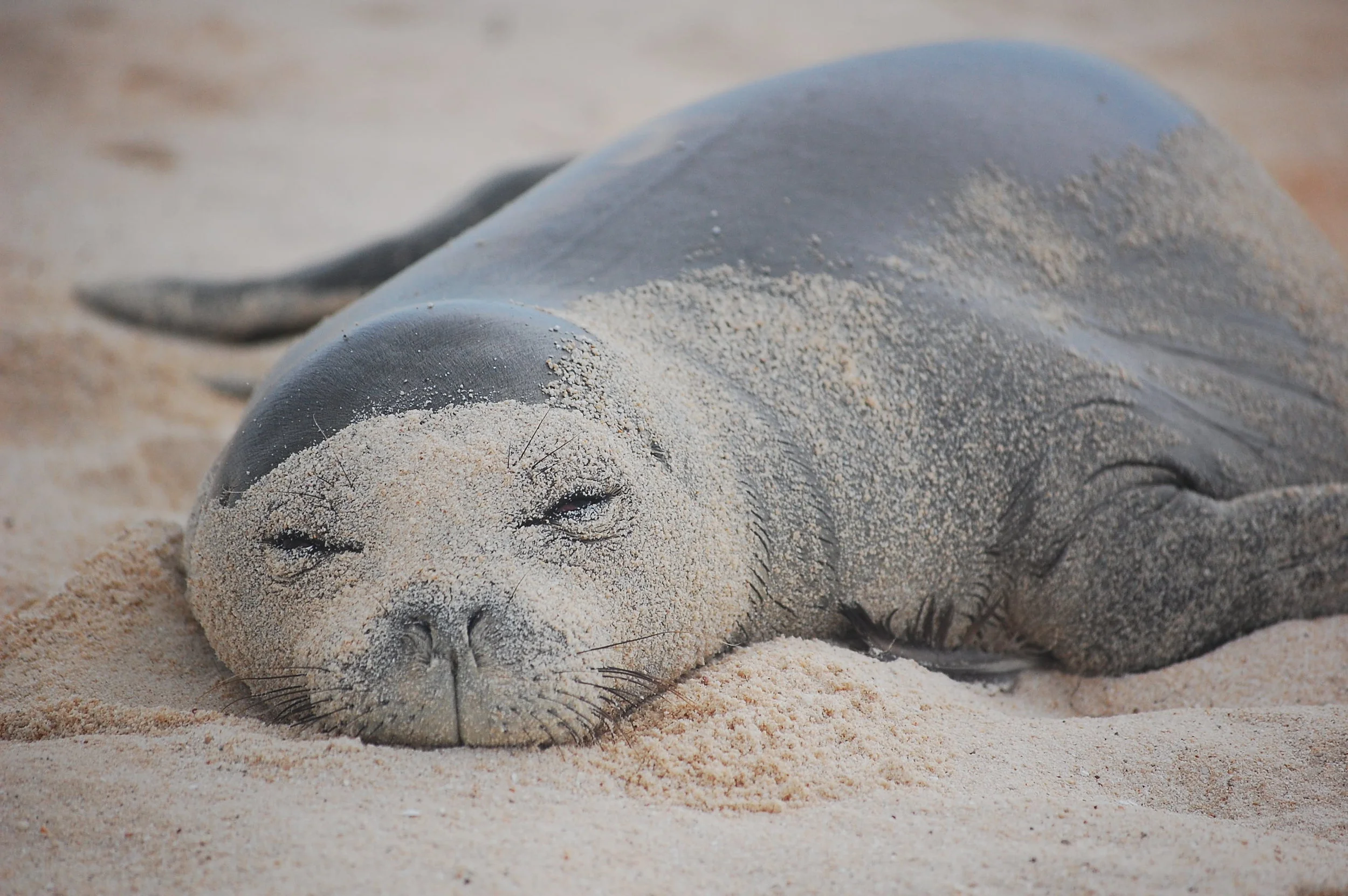 Endangered Animal Spotlight: Hawaiian Monk Seal