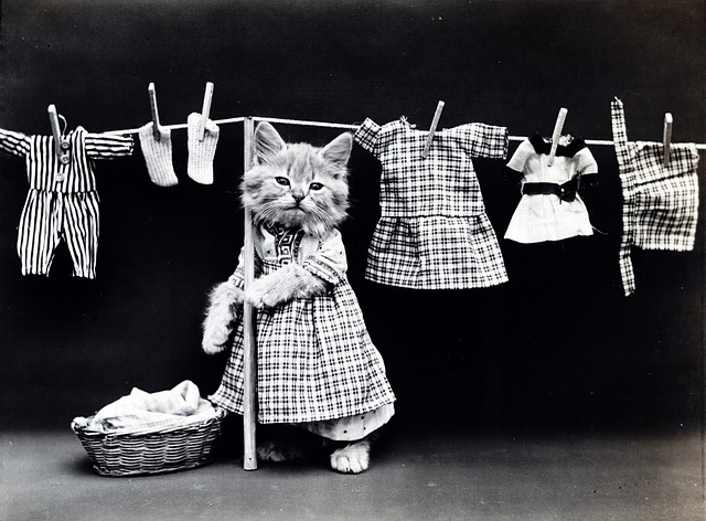 funny-option-laundry-2.jpg