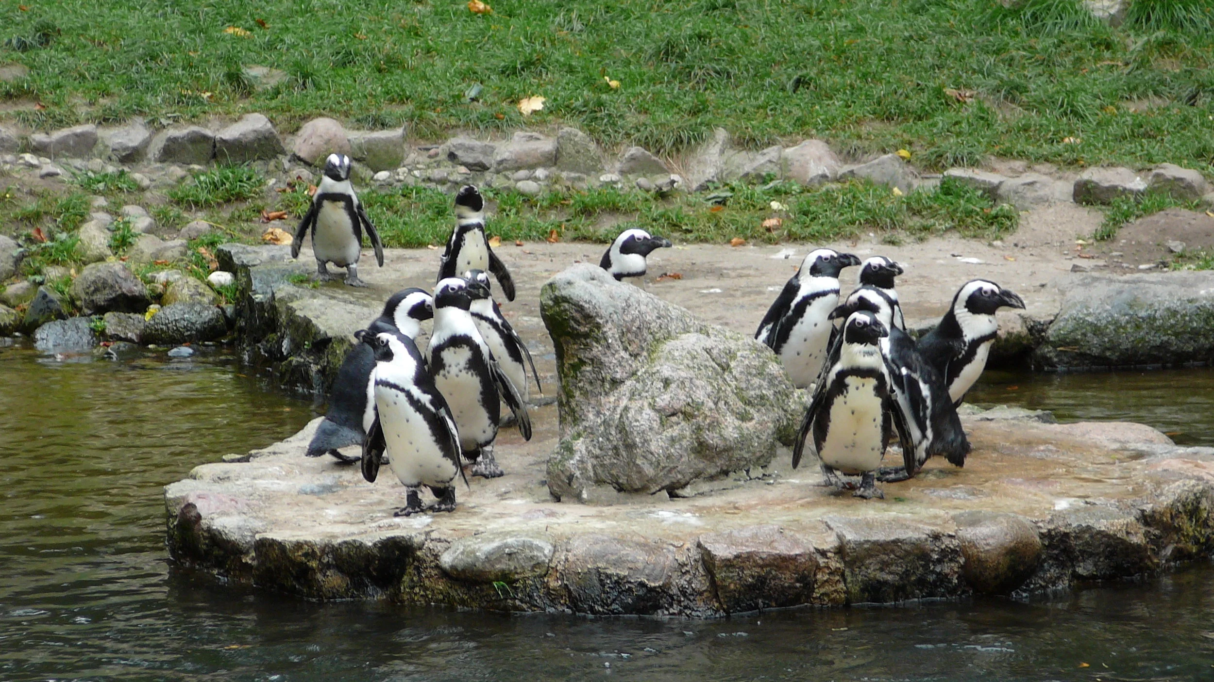 Oliwa_zoo_pingwiny.jpg