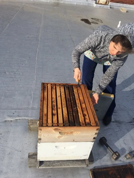 Gambill opening the hive with a metal “hive tool”.