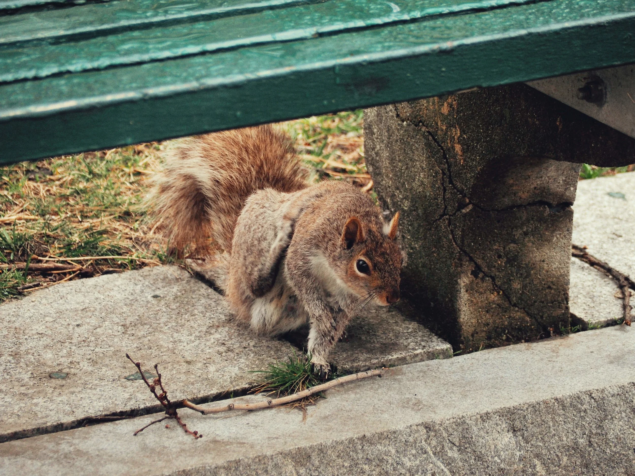The Ginkgo and the Fox Squirrel