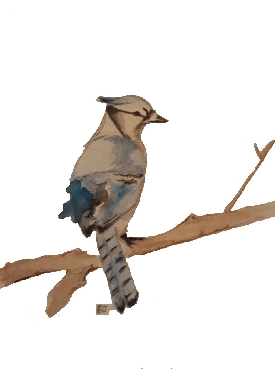 Blue Jay
