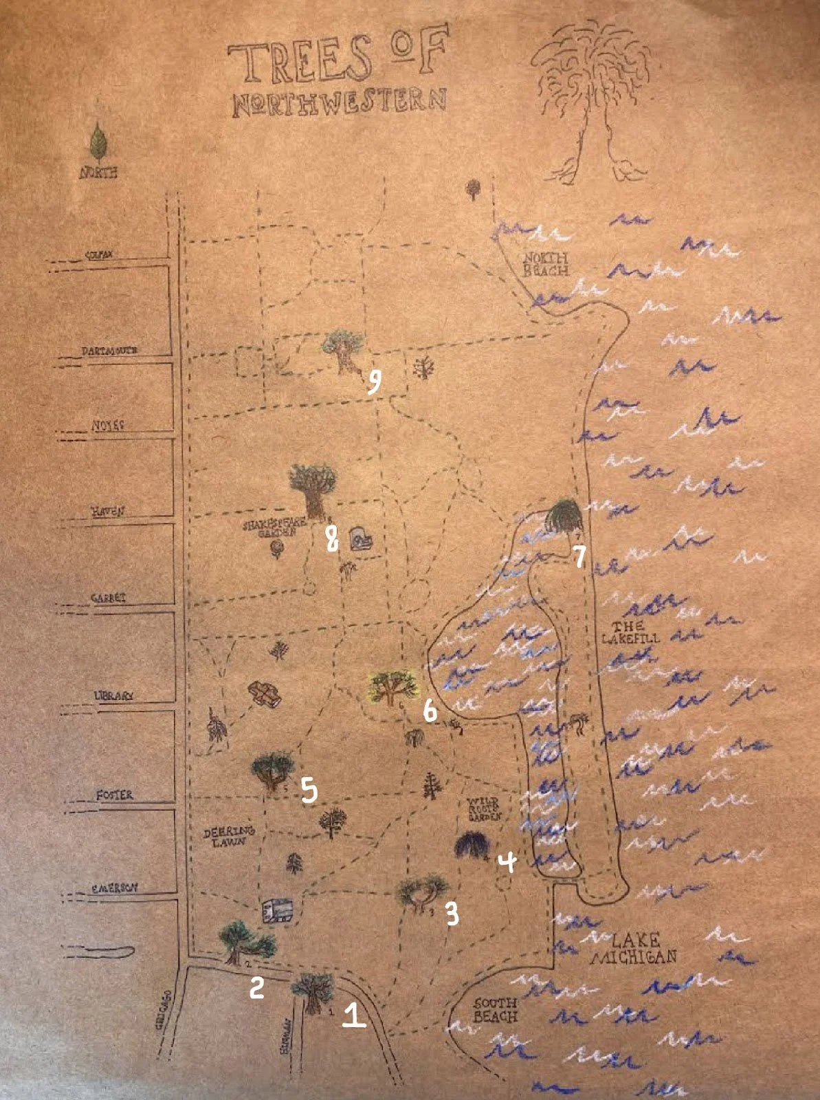A Visual Guide to Northwestern’s Trees