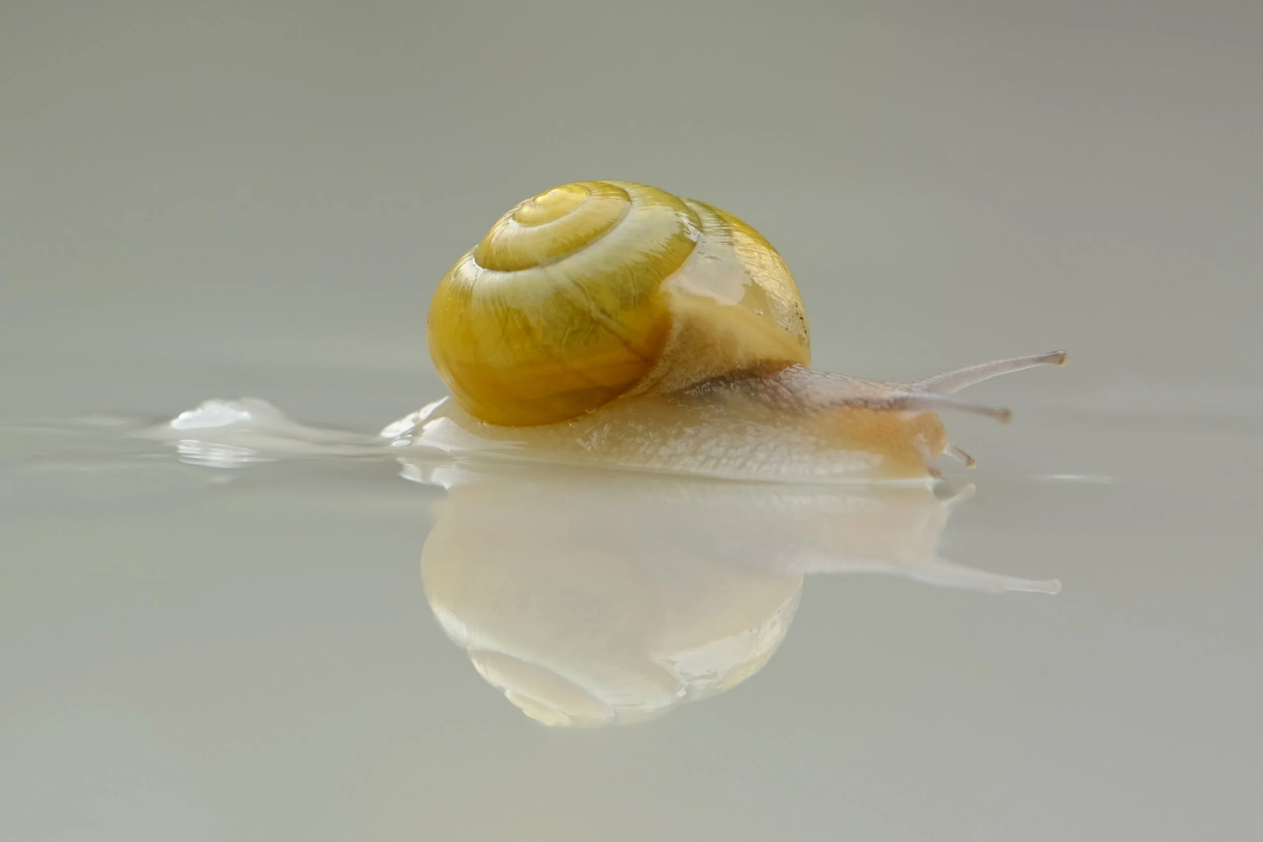 To Slime or Not to Slime