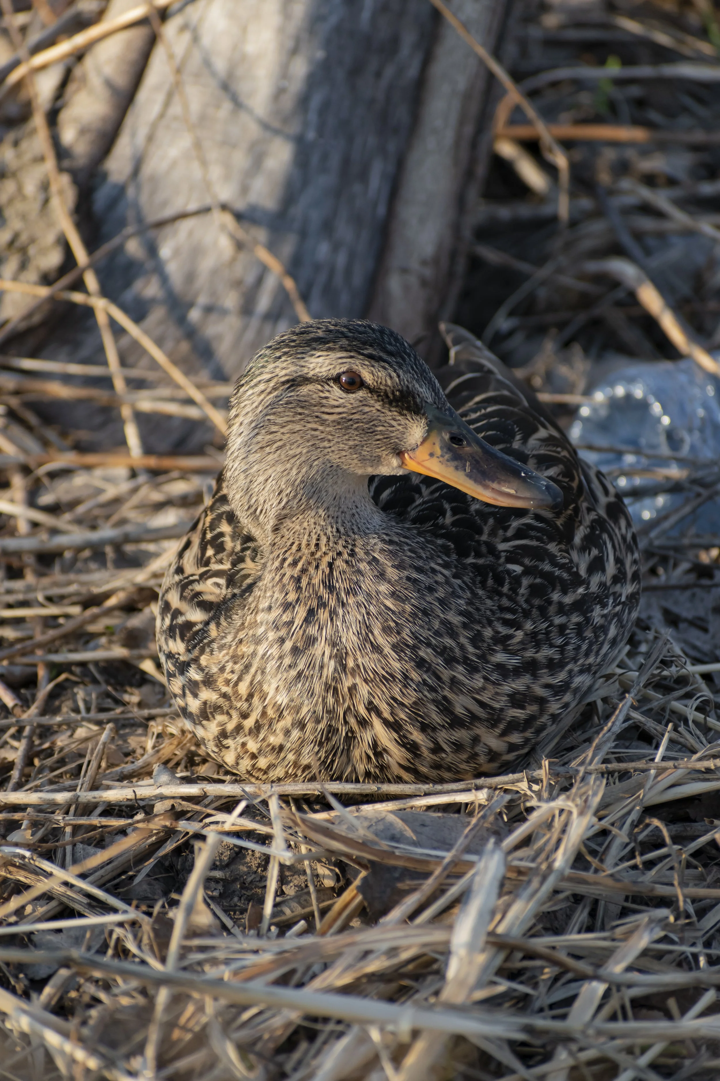 Locy Hall, A Duck, and The Beauty of Letting Go