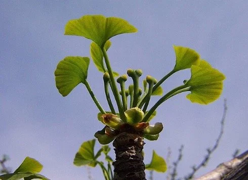 Could Northwestern’s Campus Be Contributing to the Allergy Epidemic?