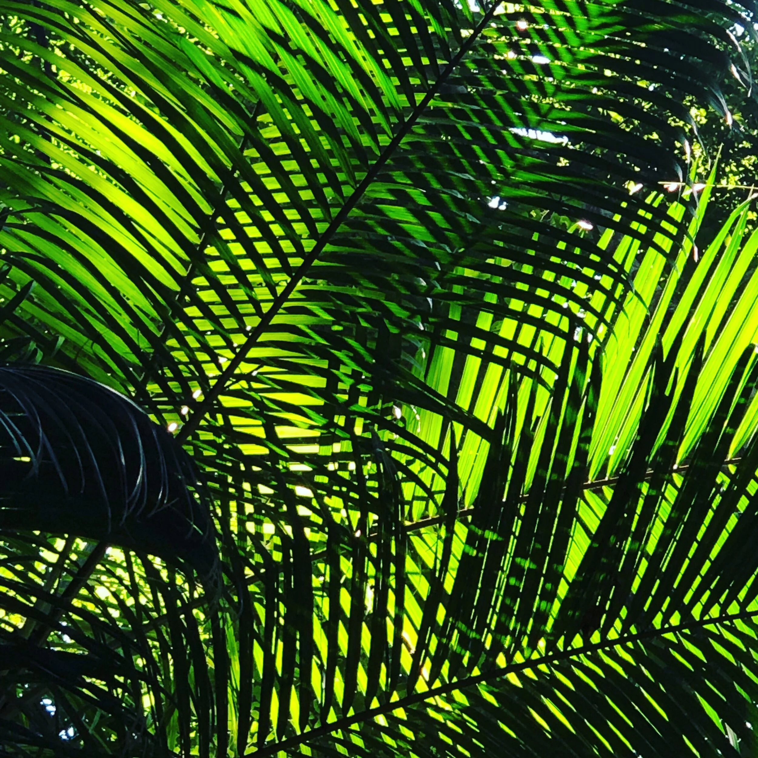 The complex simplicity of plants and light. The Tijuca National Forest in Rio de Janiero