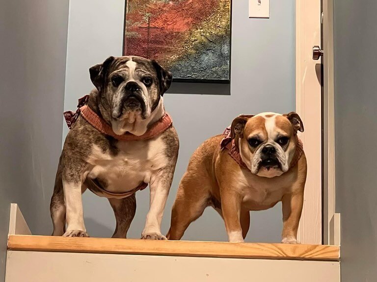 It&rsquo;s National Love Your Pet Day&hellip;..here&rsquo;s my Sheba &amp; Louise!

Show us your babies in the comments! We want to meet them. 

Susan 

#stagesms 
#lifewithlouise