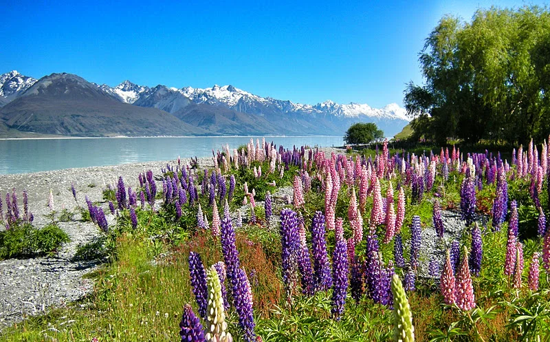 Lupins Christchurch Gillian Odering.JPG