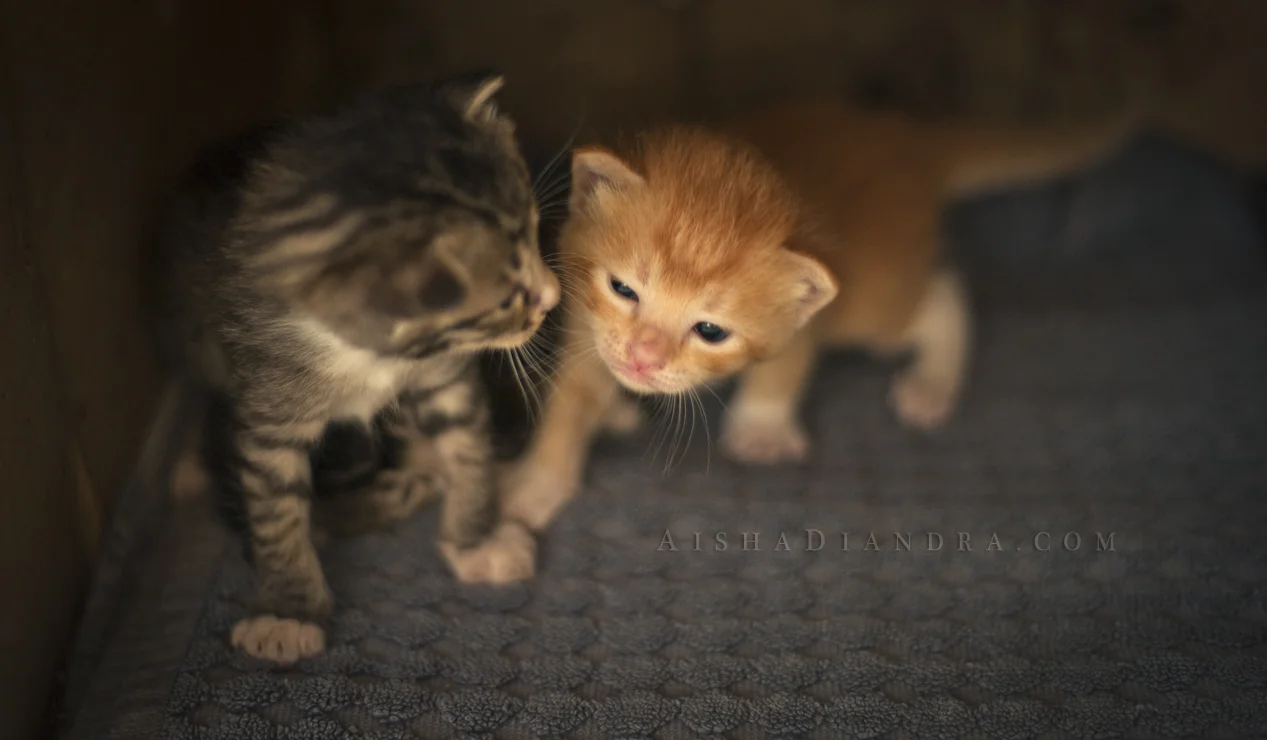 2 Weeks Old II