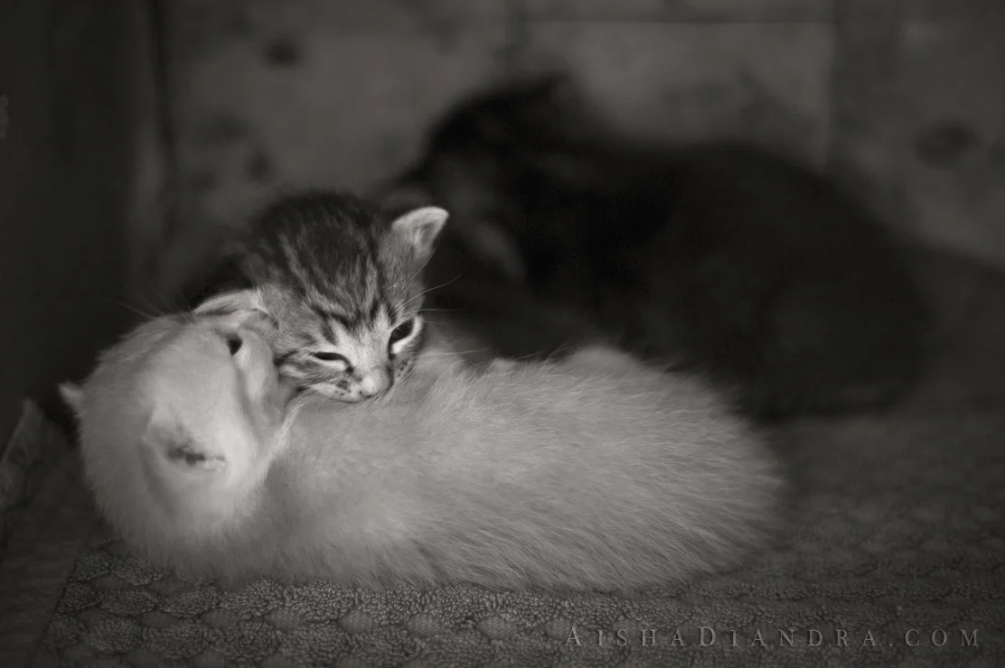 2 Weeks Old IV