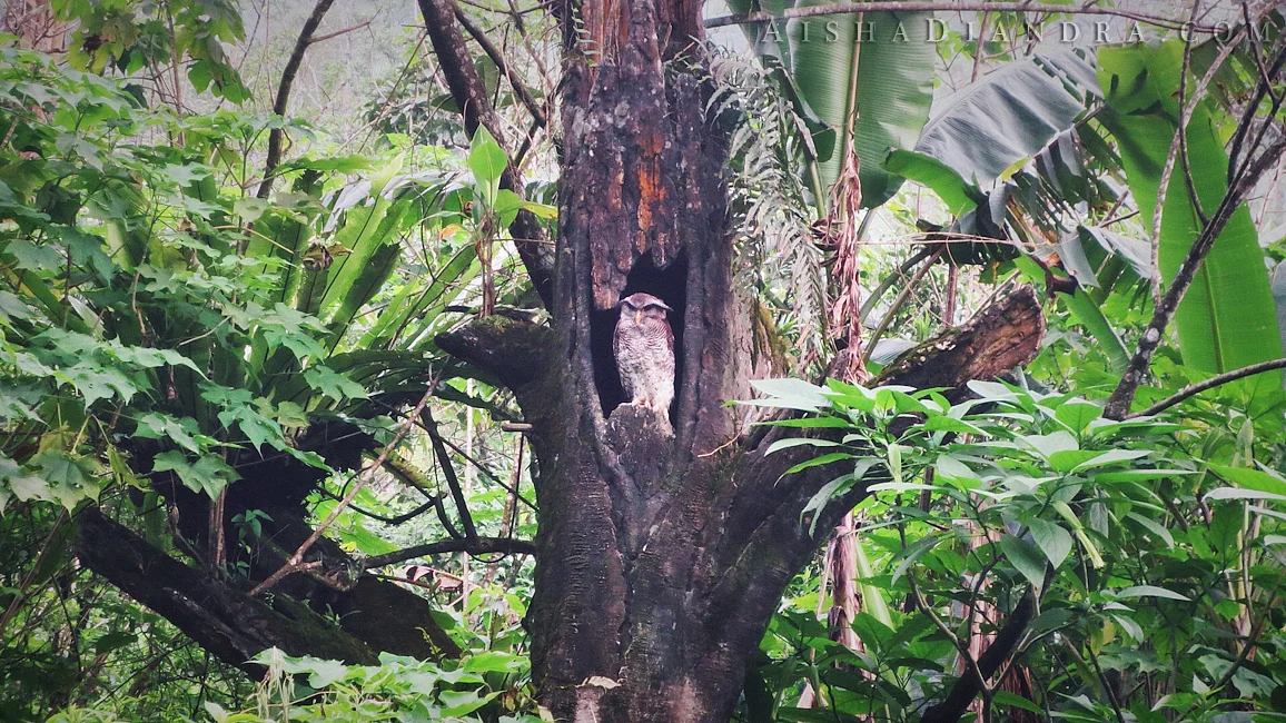 Owl