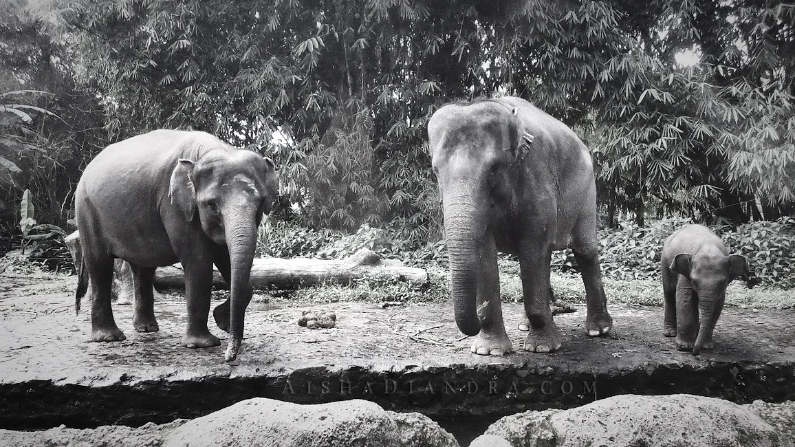 Family of Asian Elephants
