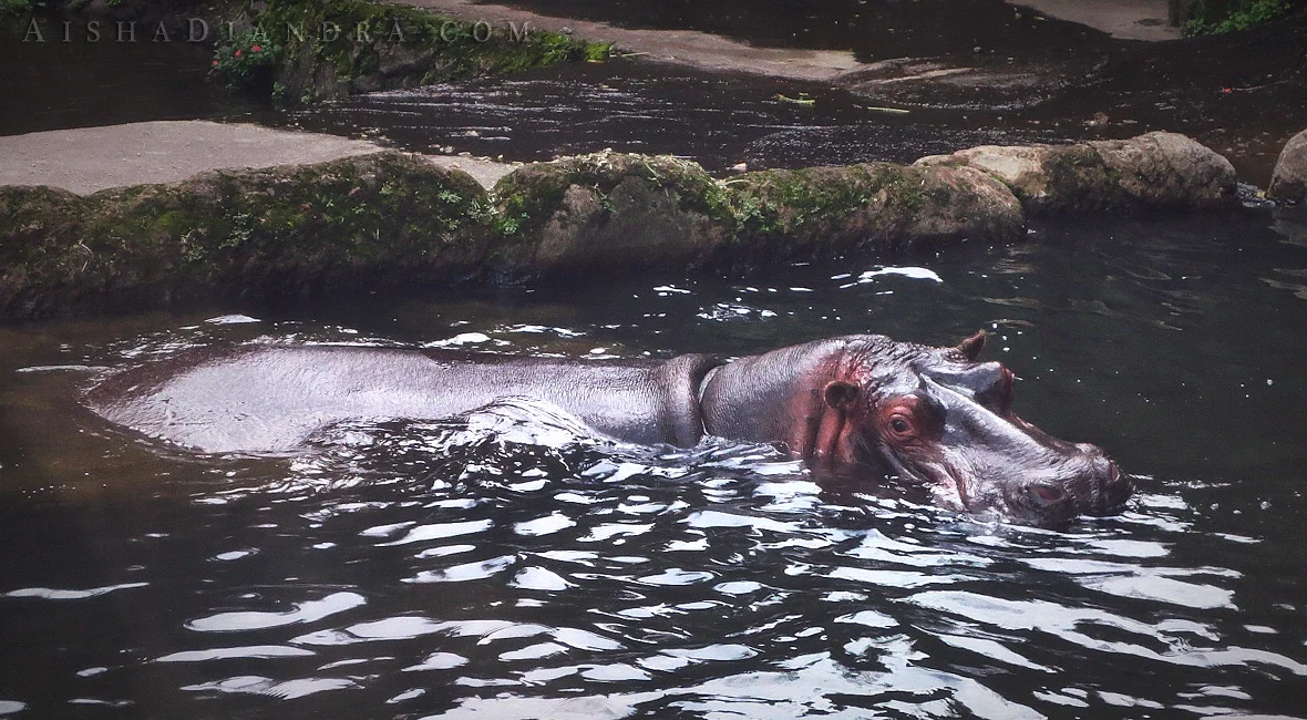 Hippopotamus