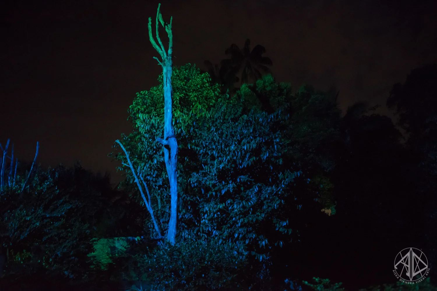 RainforestLumina-19.jpg