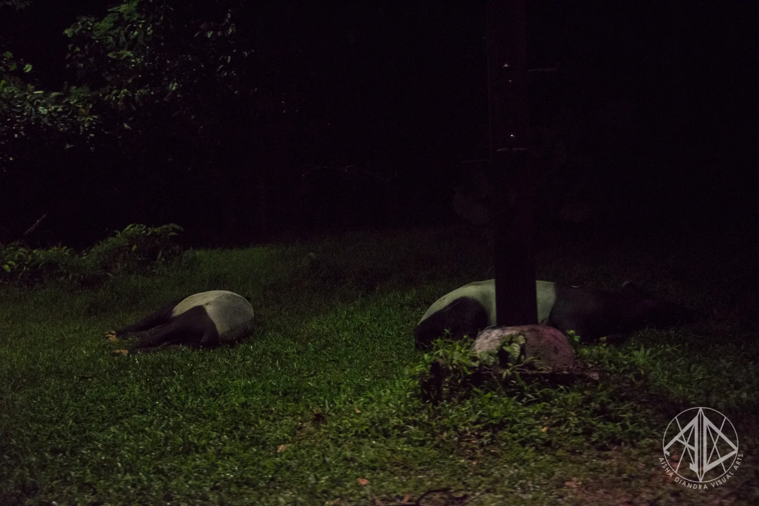Night Safari-4.jpg