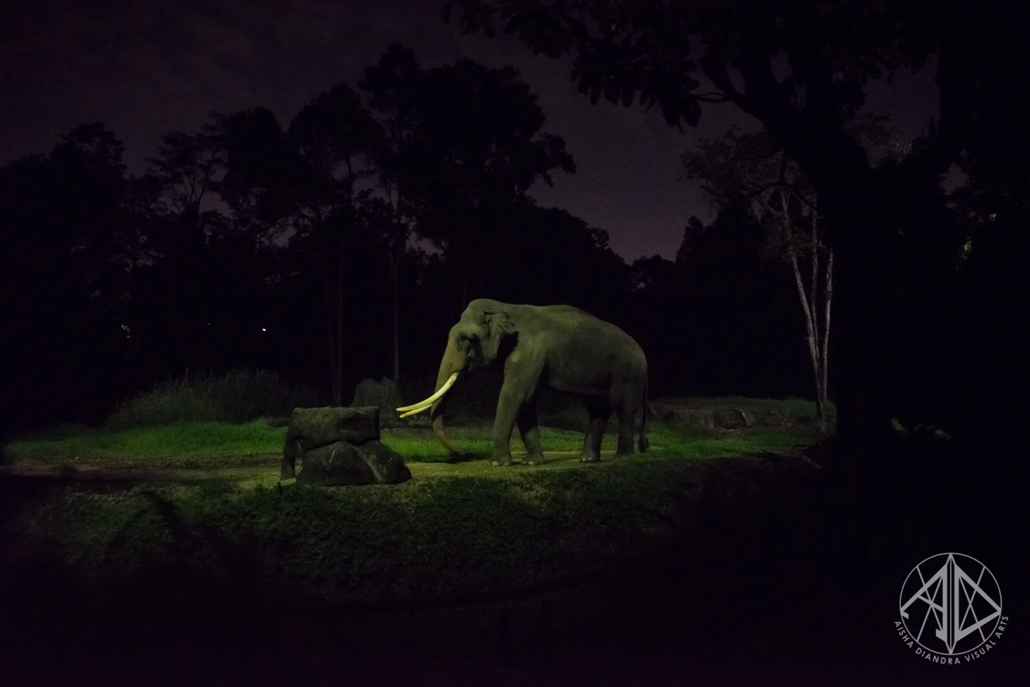 Night Safari-5.jpg