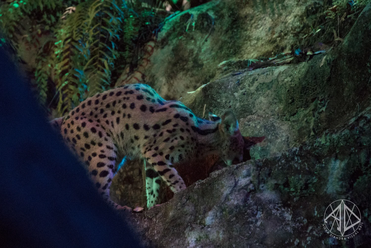 Night Safari-12.jpg