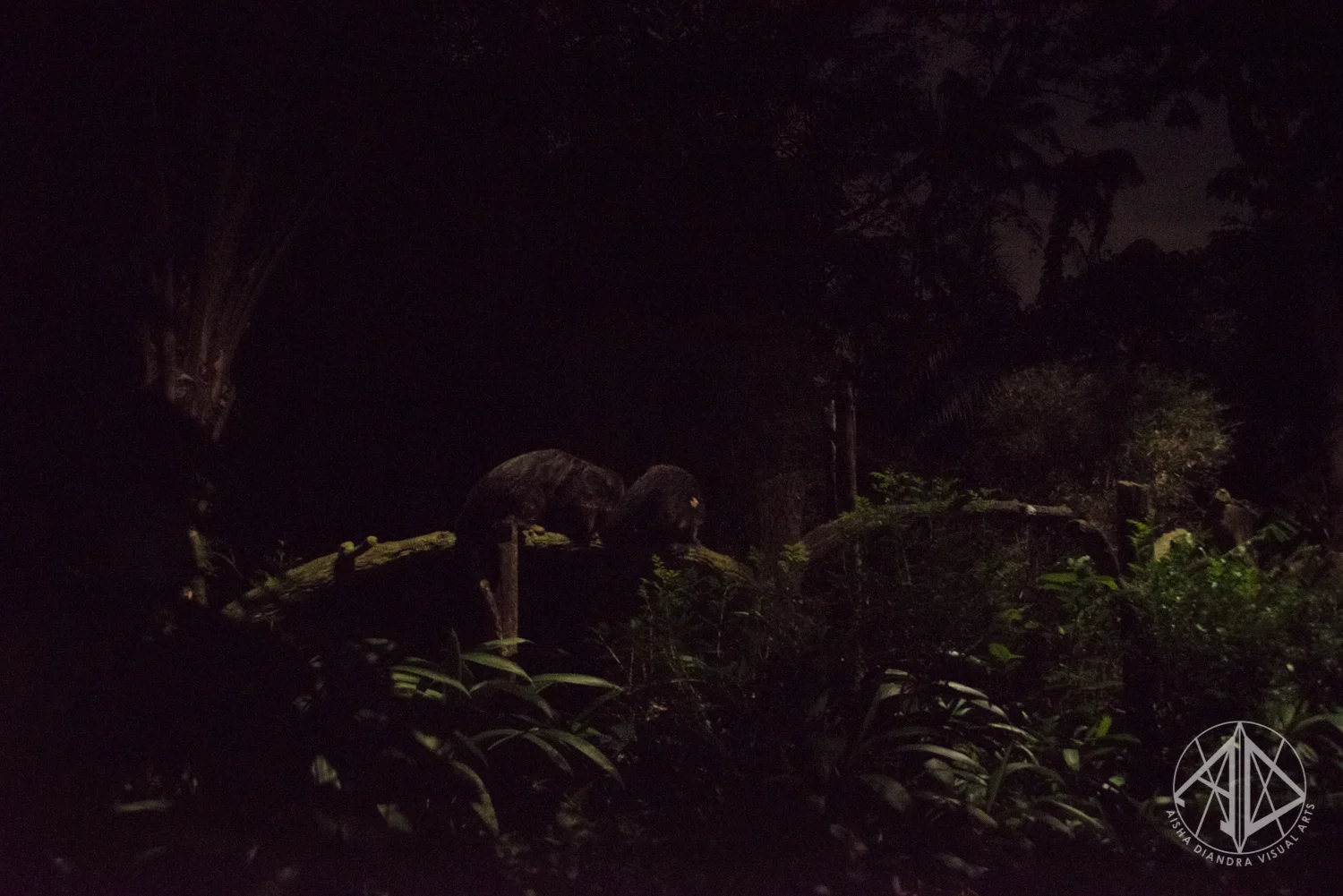 Night Safari-19.jpg