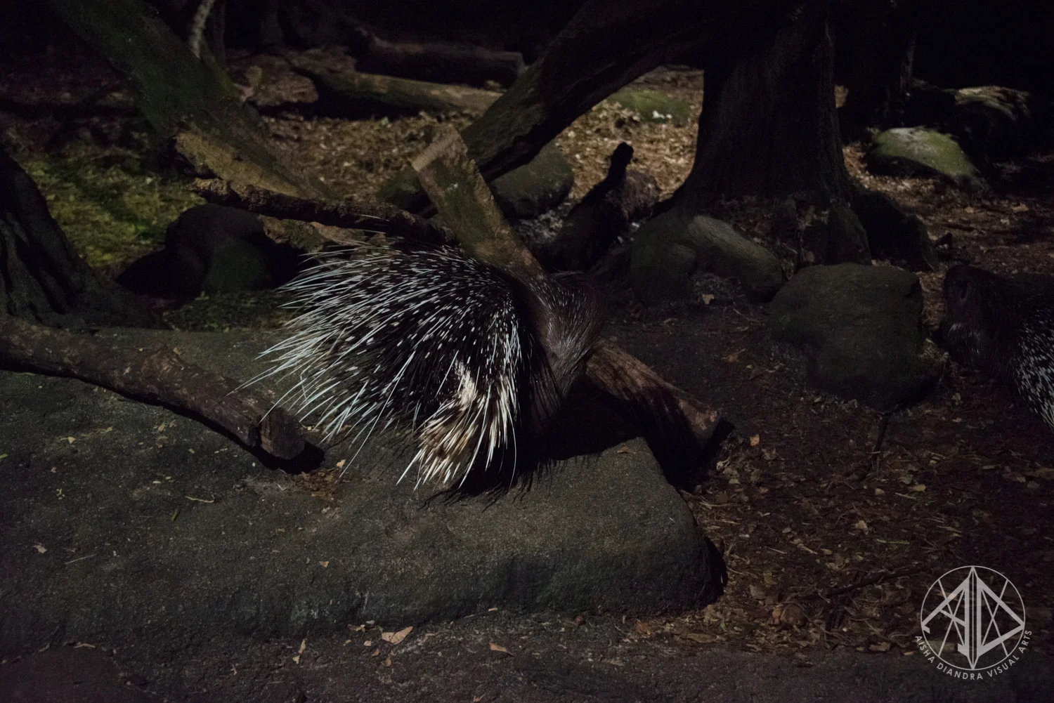 Night Safari-26.jpg