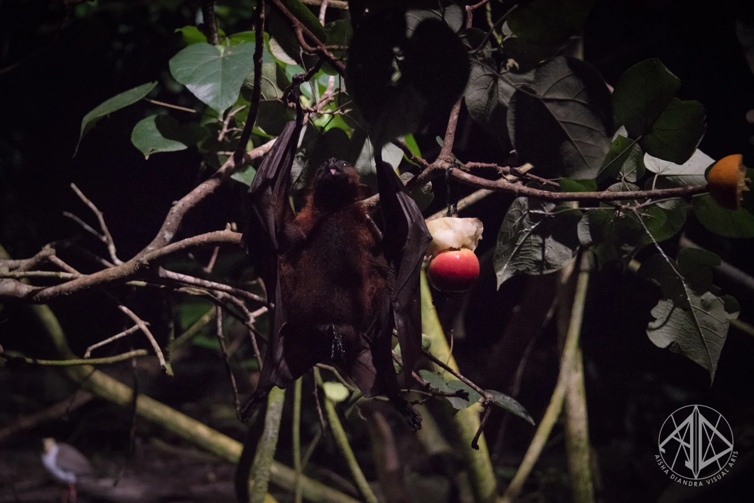 Night Safari-34.jpg