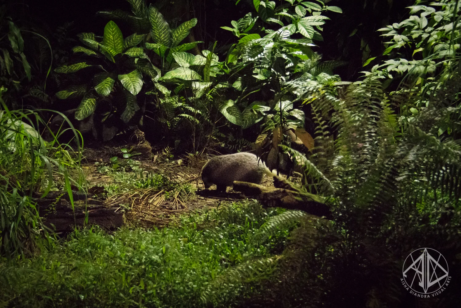 Night Safari-45.jpg