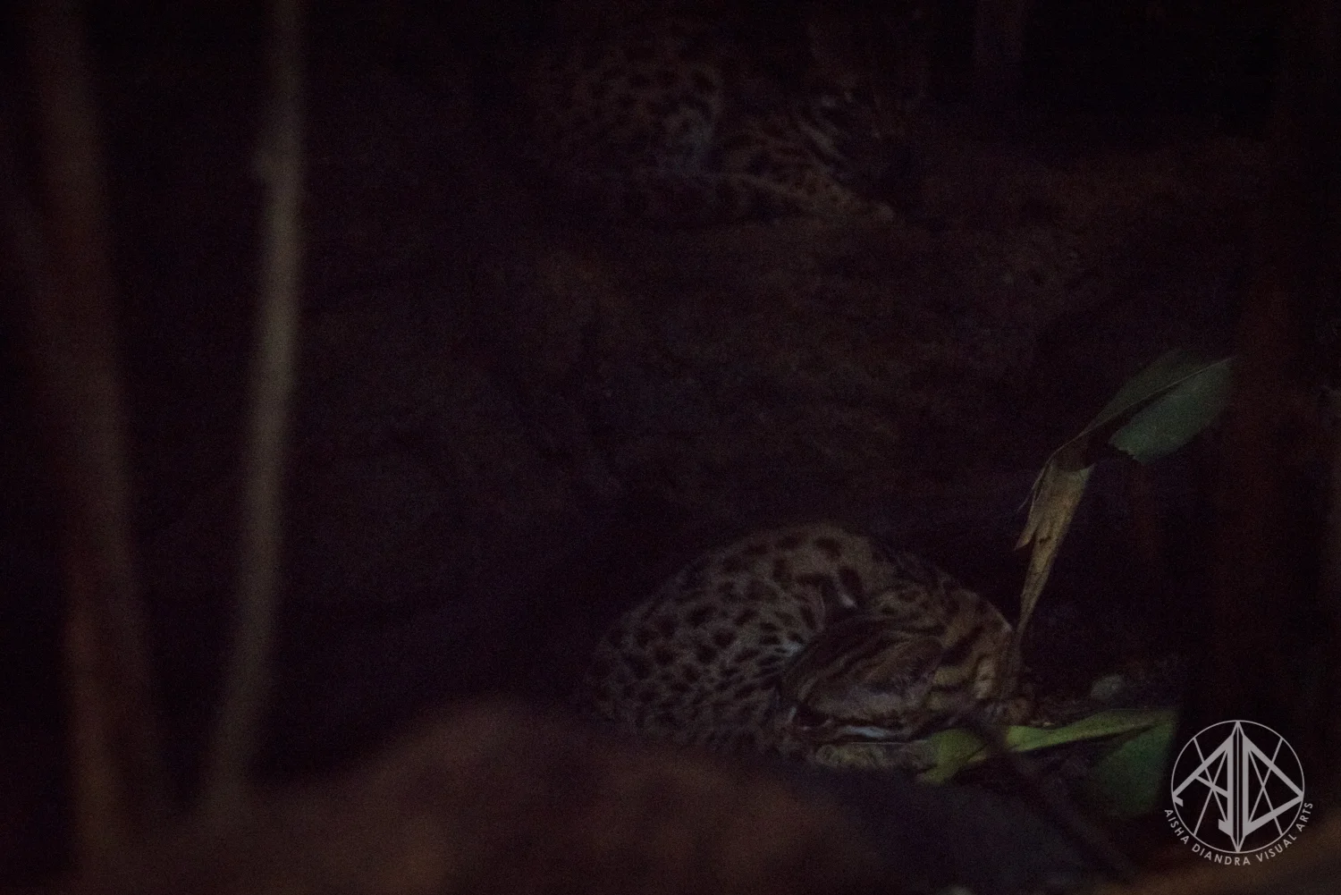 Night Safari-50.jpg
