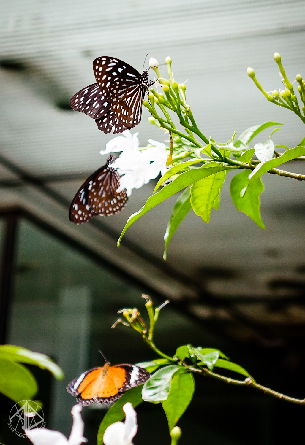 _DSC2097.jpg