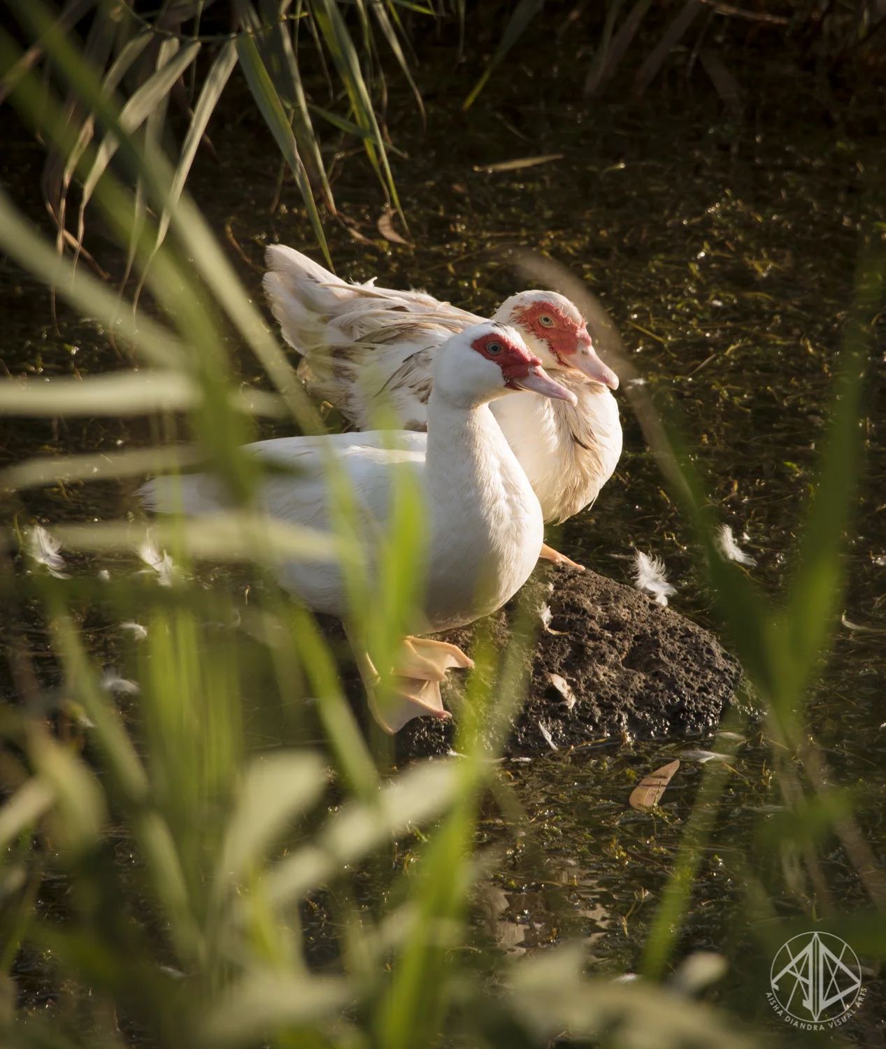 DSC_2631.jpg