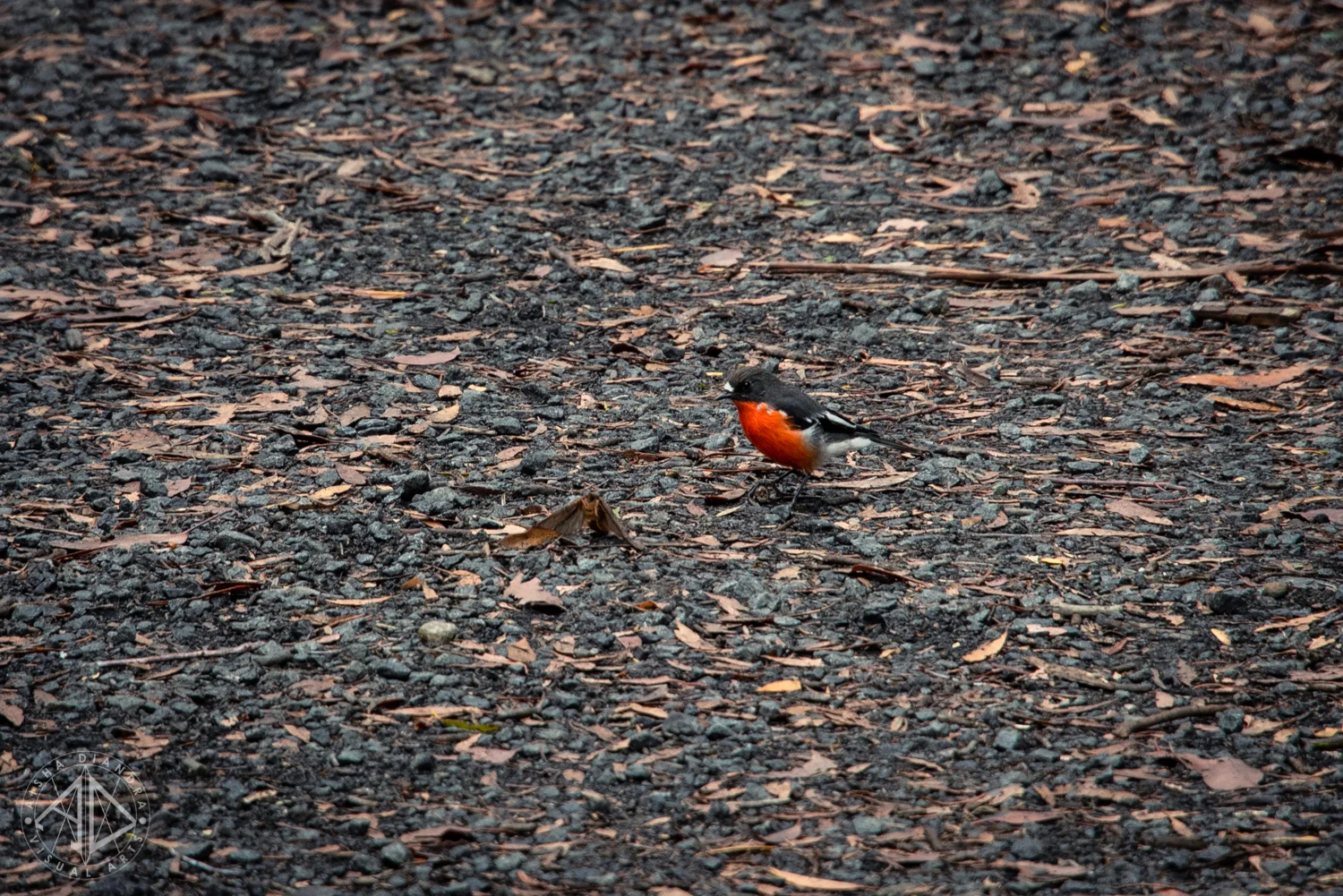 _DSC3818.jpg