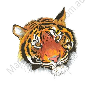 Sumatran Tiger