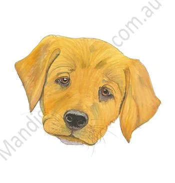 Golden Retriever Puppy