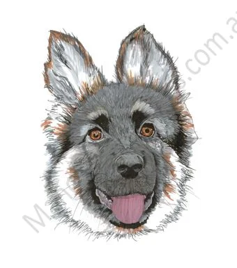 German Shepherd Puppy