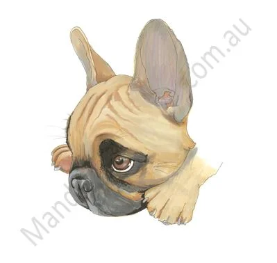 French Bulldog Puppy