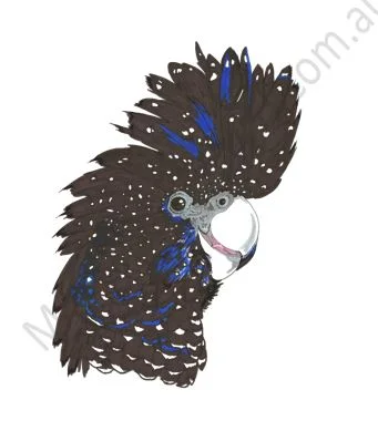 Aussie Black Cockatoo