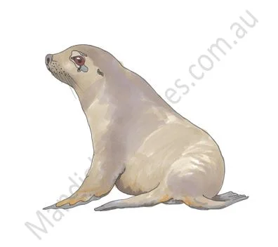 Australian Sea Lion