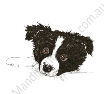 Border Collie Puppy