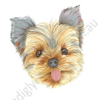 Yorkshire Terrier Puppy