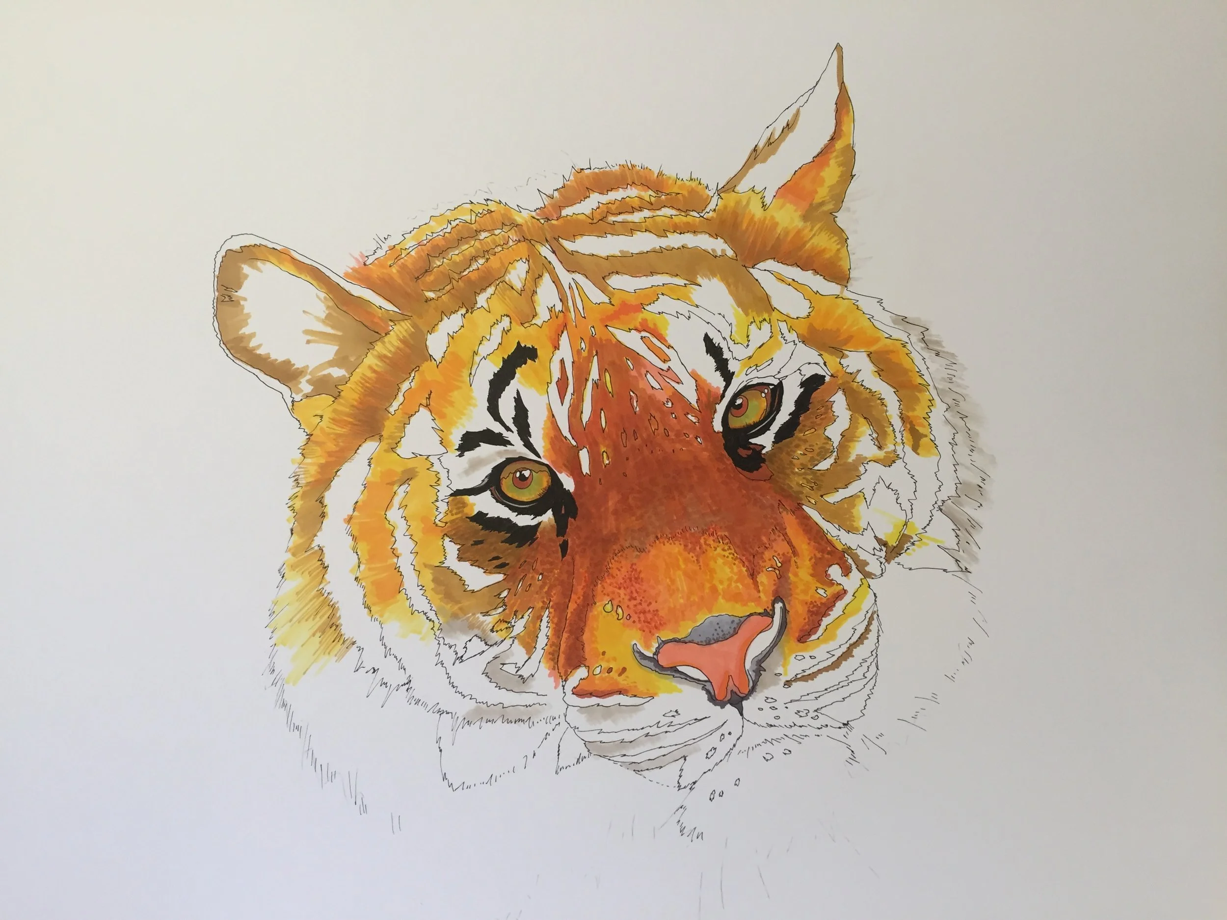 Sumatran Tiger drawing - early beginnings