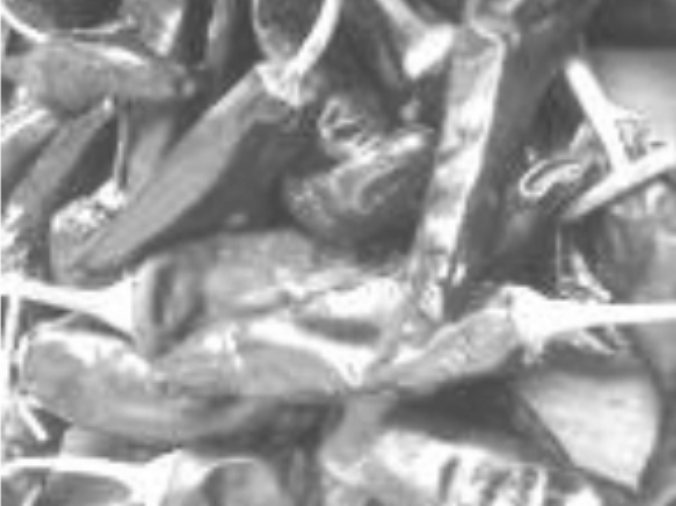 Kim Chee Pepper (529)