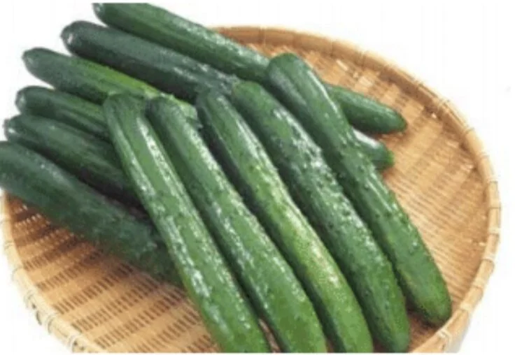 Cucumber, Japanese