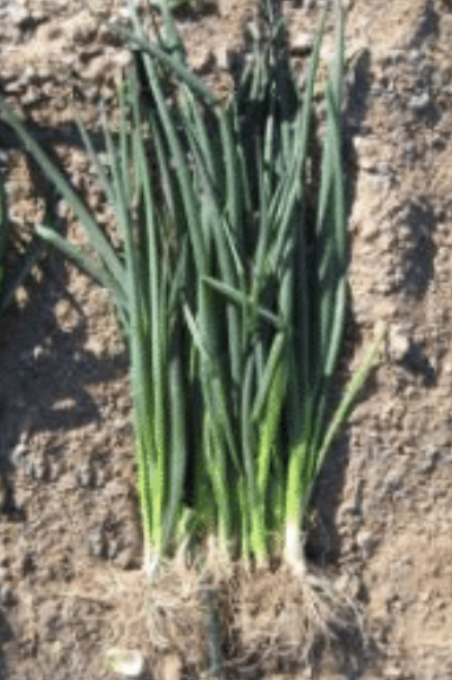 Bunching Green Onion (TSX)