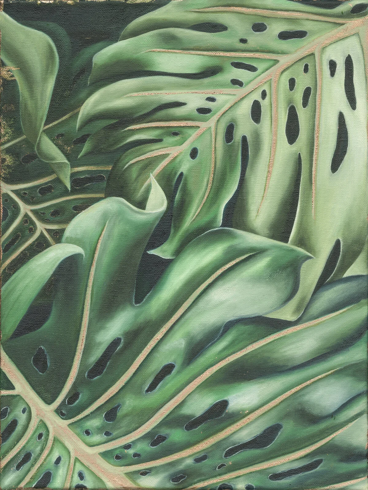 Golden Monstera