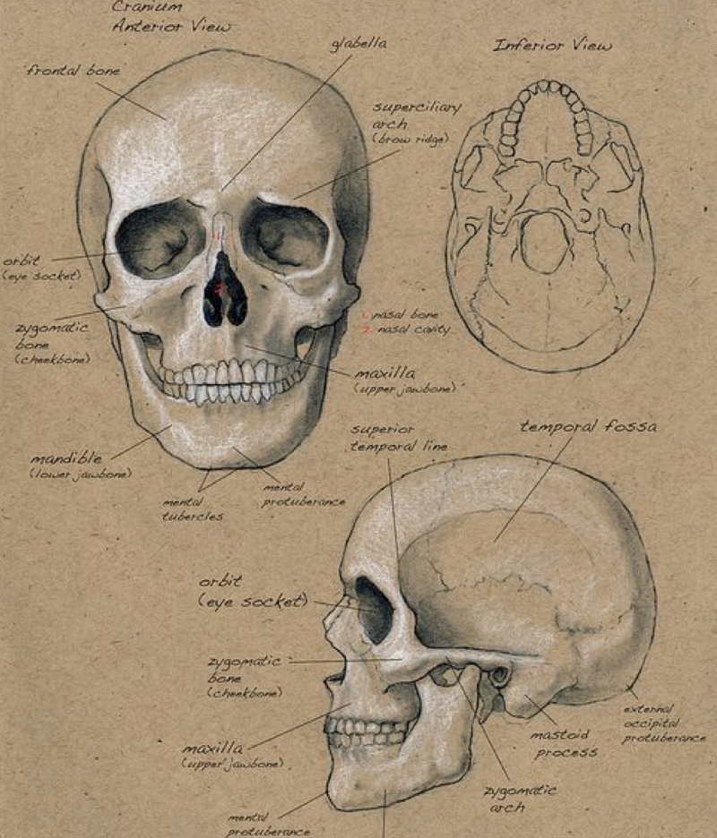 Anatomy skull for blog post on celluar memory from Pinterest.jpg