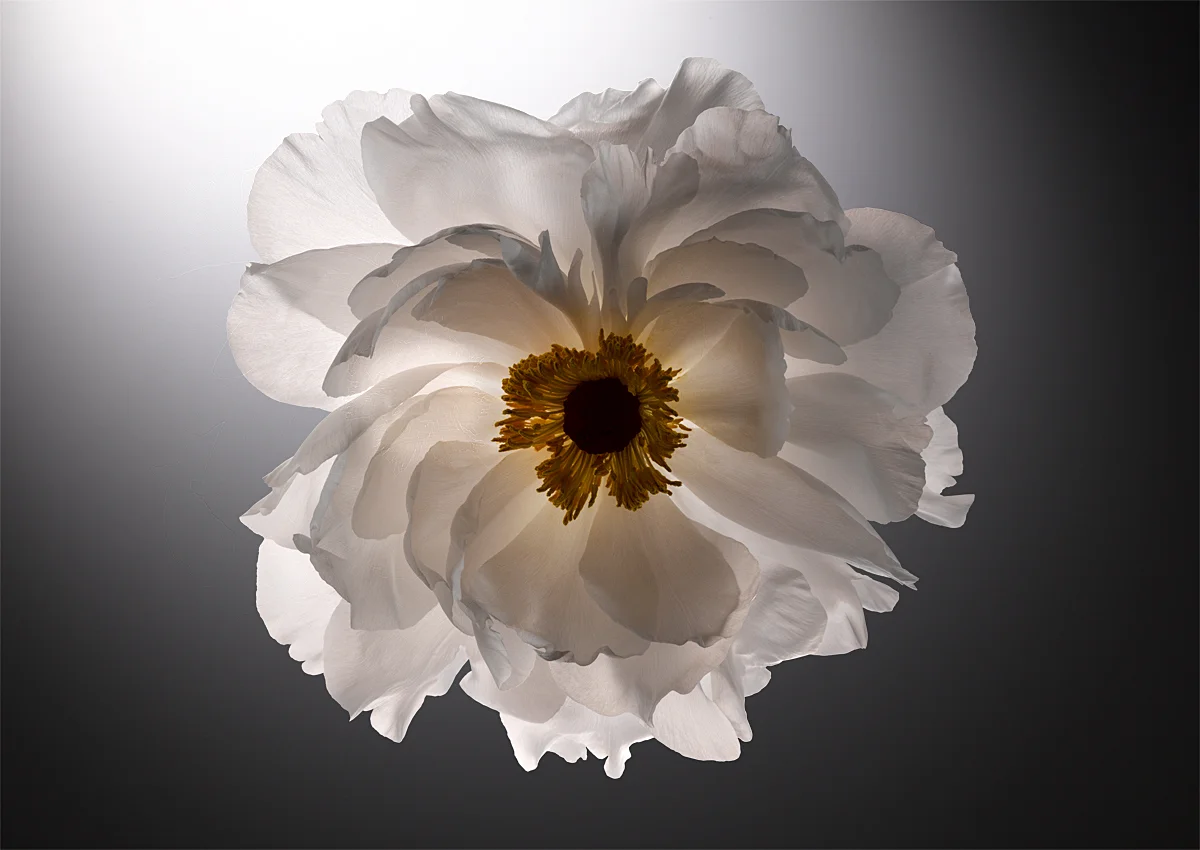 PIVOINE.jpg