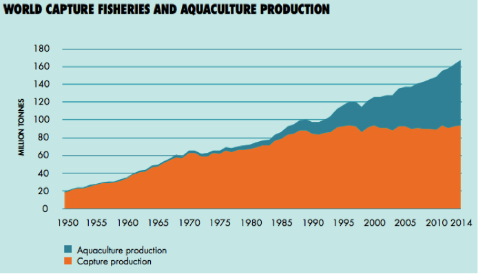  Production of aquaculture and capture fisheries over the past 64 years (Source: FAO 2016).