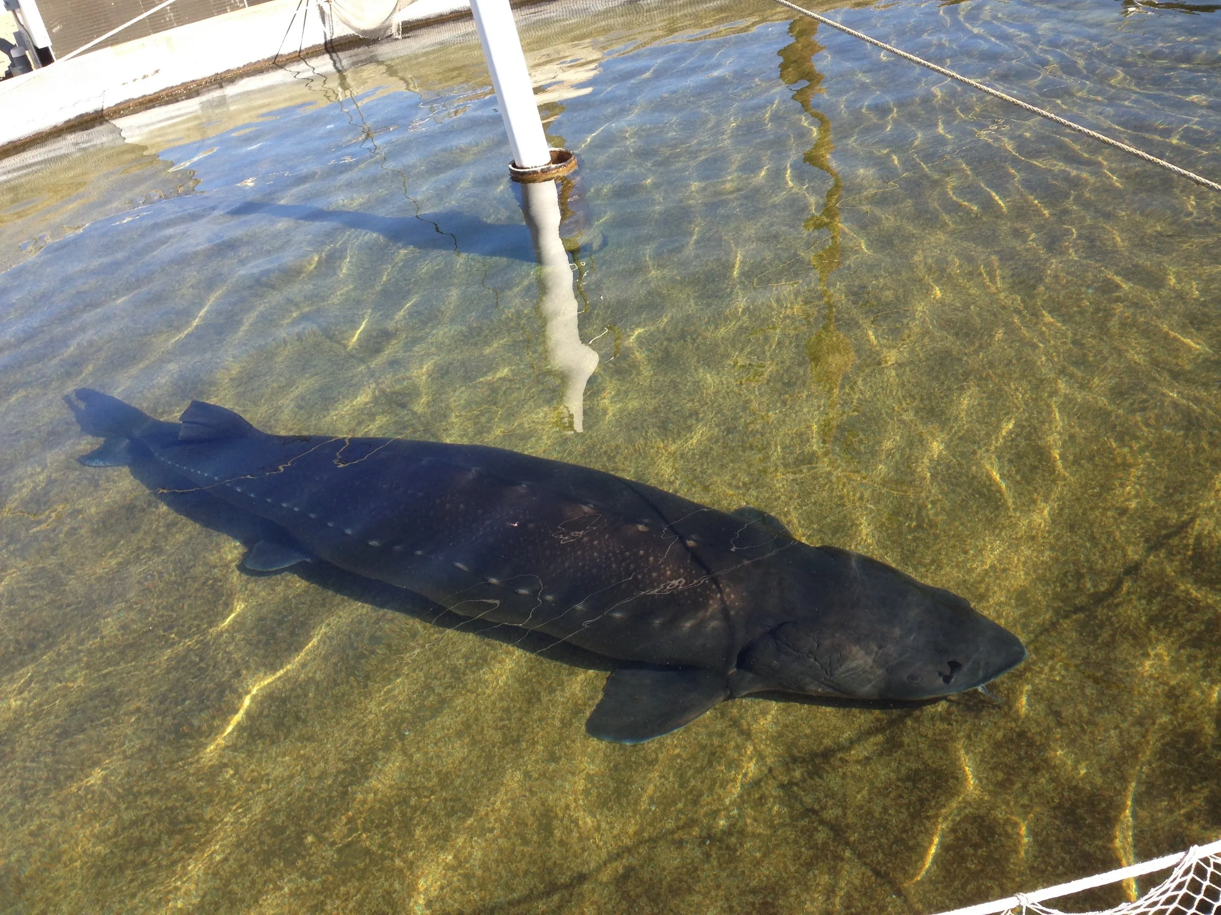 Large sturgeon grown for caviar production in tank-based systems.
