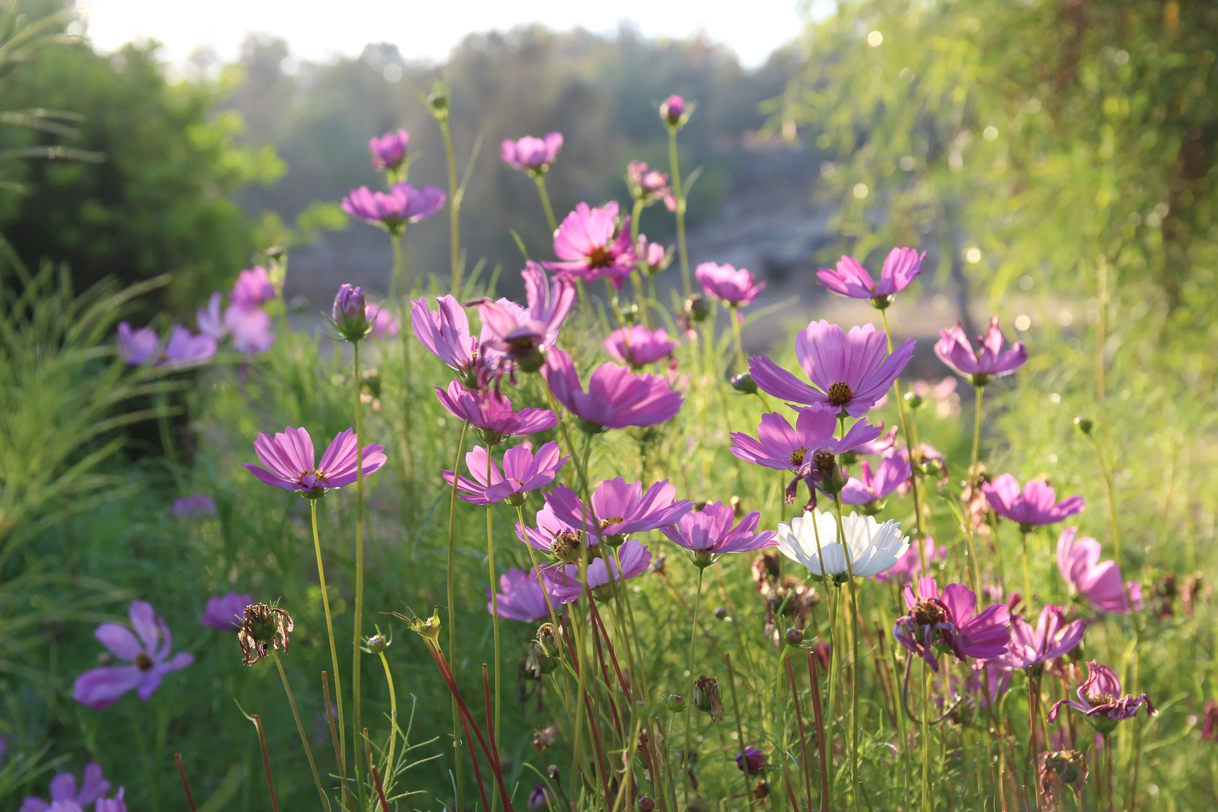 Nurturing Nature Yoga 