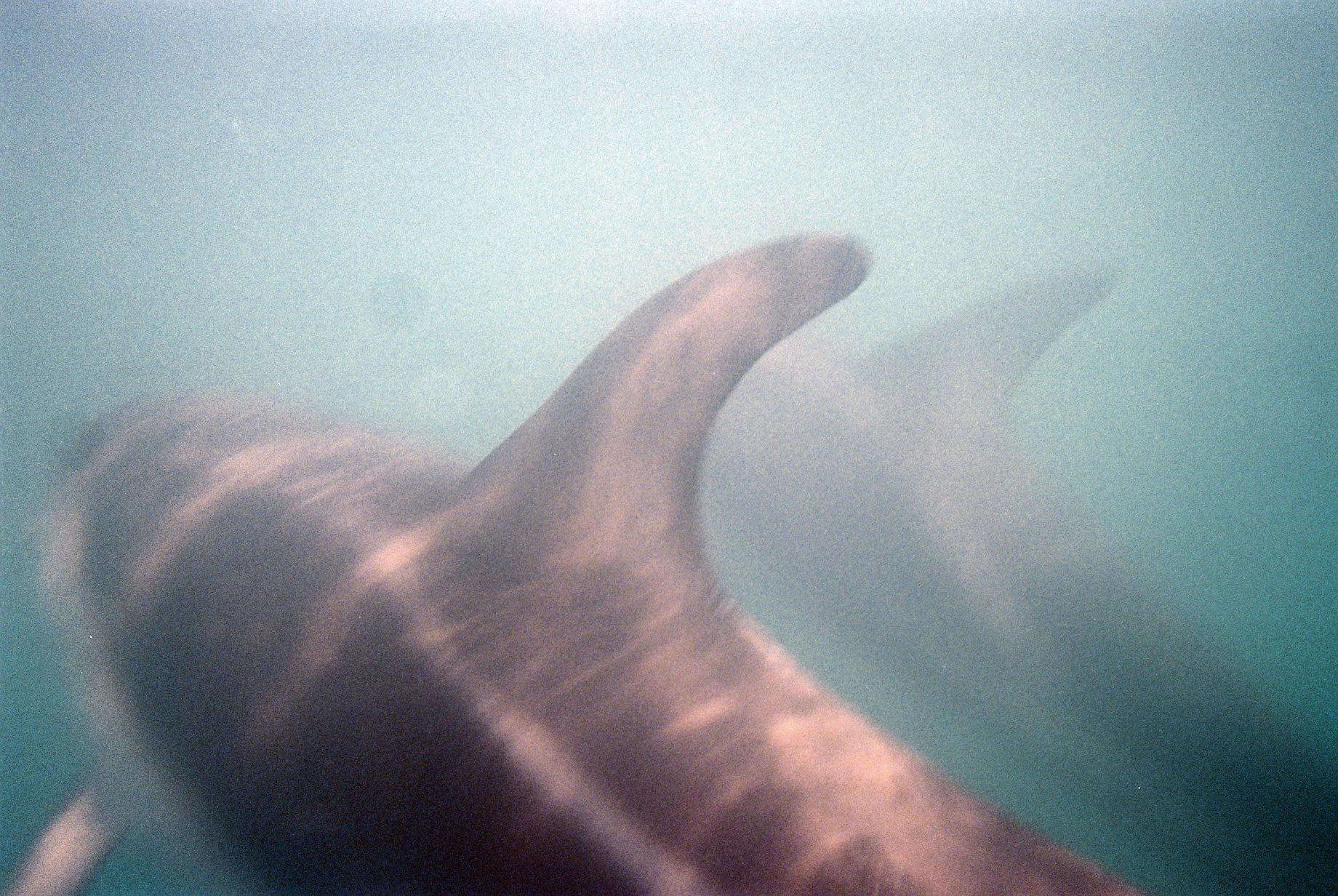 RHI_DOLPHIN.jpg